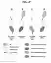Fig. 64 - Hetero-dimeric immunoglobulins
