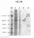Fig. 65 - Hetero-dimeric immunoglobulins