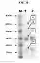 Fig. 67 - Hetero-dimeric immunoglobulins