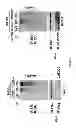 Fig. 04 - Molecular marker CUEDC2 protein for prognostic determination of breast cancer endocrinology therapy