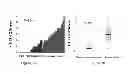 Fig. 07 - Molecular marker CUEDC2 protein for prognostic determination of breast cancer endocrinology therapy