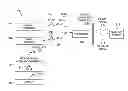 Fig. 01 - SYSTEM AND METHOD FOR NOISE REDUCTION AND SIGNAL ENHANCEMENT OF COHERENT IMAGING SYSTEMS
