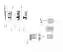 Fig. 06 - Integrated microneedle array and a method for manufacturing thereof