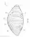 Fig. 08 - System and method for improving the accommodative amplitude and increasing the refractive power of the human lens with a laser