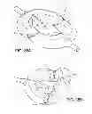 Fig. 35 - Method and apparatus for distracting a joint