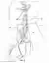 Fig. 06 - TECHNIQUES FOR PLACING MEDICAL LEADS FOR ELECTRICAL STIMULATION OF NERVE TISSUE
