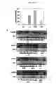 Fig. 16 - STRESS RESPONSIVE EXPRESSION