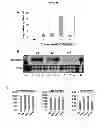Fig. 19 - STRESS RESPONSIVE EXPRESSION