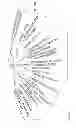 Fig. 71 - Plants Having Enhanced Yield-Related Traits and Producing Methods Thereof