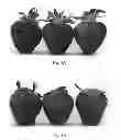 Fig. 02 - Strawberry plant named 'Walker'