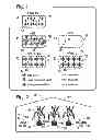 Fig. 02 - PLANT CULTIVATION SYSTEM UTILIZING PHOSPHITE AS A NUTRIENT AND AS A CONTROL AGENT FOR WEEDS AND ALGAE