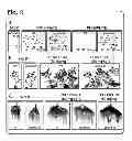 Fig. 09 - PLANT CULTIVATION SYSTEM UTILIZING PHOSPHITE AS A NUTRIENT AND AS A CONTROL AGENT FOR WEEDS AND ALGAE