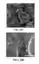 Fig. 11 - METHOD FOR REMOVING MOLYBDATE FROM WATER USING AN ACTIVATED IRON TREATMENT SYSTEM