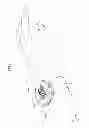Fig. 12 - Pin holder wearable at the wrist