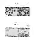 Fig. 06 - Method of breaking down biological material