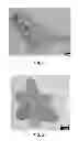 Fig. 02 - Ionic liquids as templating agents in formation of uranium-containing nanomaterials