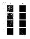 Fig. 16 - CYANINE COMPOUNDS