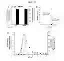 Fig. 22 - COMPOSITIONS AND METHODS FOR THE TREATMENT OF KRABBE AND OTHER NEURODEGENERATIVE DISEASES