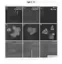 Fig. 30 - COMPOSITIONS AND METHODS FOR THE TREATMENT OF KRABBE AND OTHER NEURODEGENERATIVE DISEASES