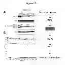 Fig. 33 - COMPOSITIONS AND METHODS FOR THE TREATMENT OF KRABBE AND OTHER NEURODEGENERATIVE DISEASES