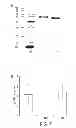 Fig. 08 - Production and purification of recombinant arylsulfatase A