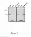 Fig. 12 - High affinity antibodies that neutralize enterotoxin B