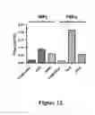 Fig. 13 - High affinity antibodies that neutralize enterotoxin B