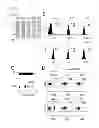 Fig. 02 - Monoclonal antibody specifically recognizing an epitope for switching to Th17 cell