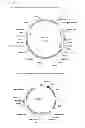 Fig. 02 - Methods and means for the production of Ig-like molecules