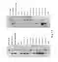 Fig. 13 - Methods and means for the production of Ig-like molecules