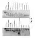 Fig. 14 - Methods and means for the production of Ig-like molecules