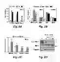 Fig. 04 - NOVEL TARGETS FOR TREATMENT OF HYPERCHOLESTEROLEMIA