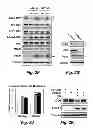 Fig. 06 - NOVEL TARGETS FOR TREATMENT OF HYPERCHOLESTEROLEMIA