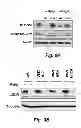 Fig. 16 - NOVEL TARGETS FOR TREATMENT OF HYPERCHOLESTEROLEMIA
