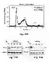 Fig. 19 - NOVEL TARGETS FOR TREATMENT OF HYPERCHOLESTEROLEMIA