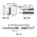 Fig. 20 - NOVEL TARGETS FOR TREATMENT OF HYPERCHOLESTEROLEMIA