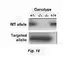 Fig. 23 - NOVEL TARGETS FOR TREATMENT OF HYPERCHOLESTEROLEMIA