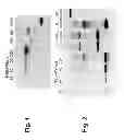 Fig. 02 - Compositions and methods for the treatment or prevention of human adenovirus-36 infection