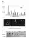 Fig. 06 - Method of preparing antigen for acquiring anti-hydrophobic peptide antibody