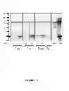 Fig. 03 - Gene expression and eradication system in 