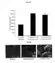 Fig. 10 - Transport of cells in hydrogels