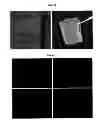 Fig. 12 - Transport of cells in hydrogels