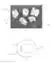 Fig. 04 - Method for the realisation of a biomaterial comprising calcium phosphate shaped as granules and/or their agglomerates and biomaterial obtained with this method