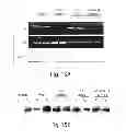 Fig. 16 - Thyroid hormone analogs and methods of use