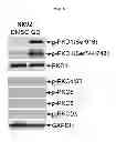 Fig. 07 - Daphne genkwa extracts, and pharmaceutical composition containing fractions of the extracts or compounds separated from the extracts as active ingredients for preventing or treating atopic dermatitis