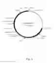 Fig. 04 - Method for producing non-bovine chymosin and use hereof
