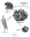 Fig. 05 - HYDROCOLLOID STABILIZED DEHYDRATED FOOD FOAM