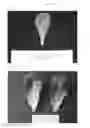 Fig. 02 - Lettuce line PS 06518403