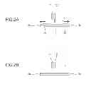 Fig. 03 - Spin coating apparatus and method