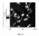 Fig. 11 - PEPTIDE NANOTUBE DEVICE AND MANUFACTURING METHOD THEREOF